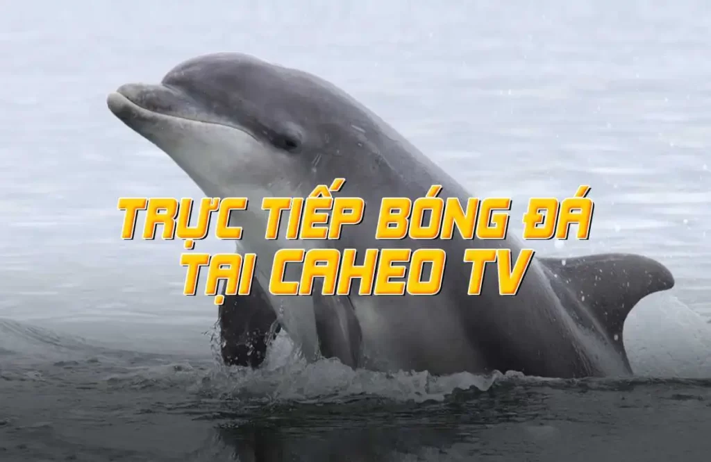 Trò chơi phổ biến nhất trong các trò chơi cấp độ Vn123 - Vn123