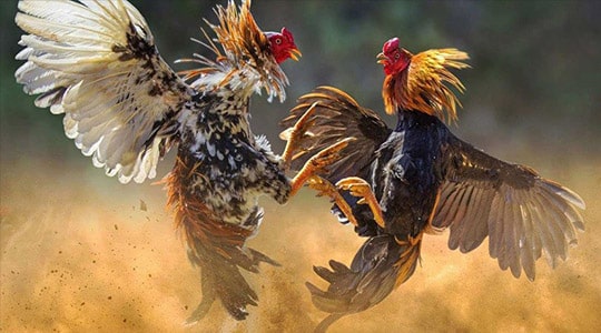 Lợi ích của việc kiếm tiền bằng cách chơi game ở cấp độ Pho88 - Pho88