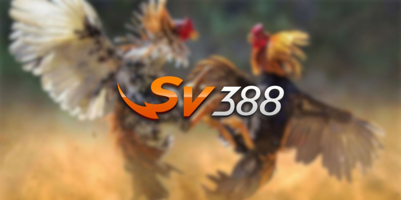 Trang web game đá gà cấp độ 89Bet, chất lượng hàng đầu - 89Bet